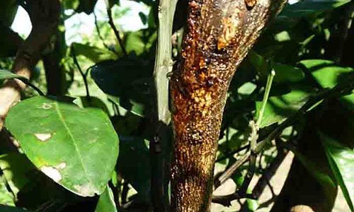 benh-xi-mu-tren-cay-buoi