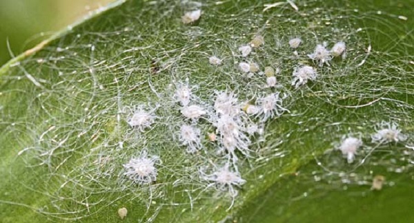 Bệnh phấn trắng là gì? Biện pháp phòng trị bệnh phấn trắng hiệu quả 5 bien-phap-phong-benh-phan-trang