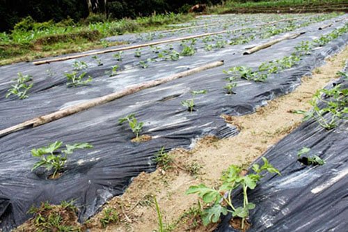 bien-phap-phong-benh-xi-mu