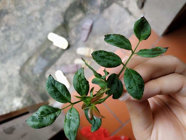 Cách phòng và trị bệnh bọ trĩ hoa hồng hiệu quả 4 bo-tri-tren-hoa-hong