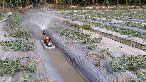 cach-cham-soc-cay-dua-hau