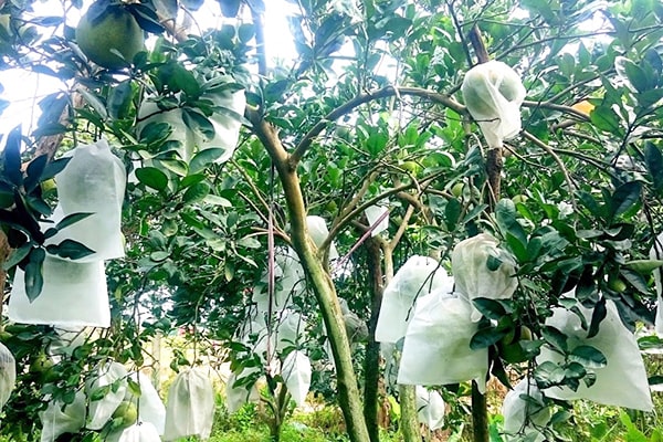 3 cách diệt ruồi vàng hiệu quả hiệu quả, tiết kiệm chi phí 4 cach-phong-tru-ruoi-vang