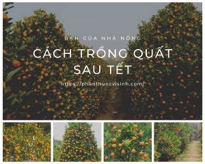 cach-trong-quat-sau-tet