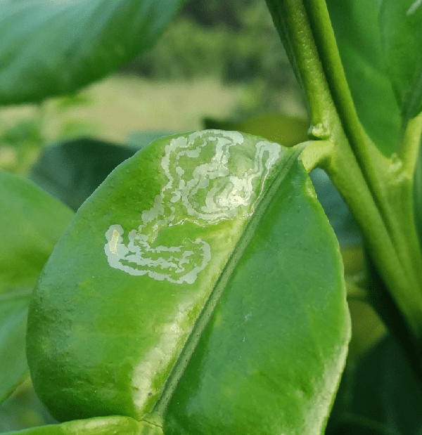 Xử lý sâu vẽ bùa nhanh chóng với thuốc trừ sâu sinh học 2 cach-xu-ly-sau-ve-bua