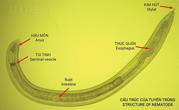 dac-diem-cua-tuyen-trung