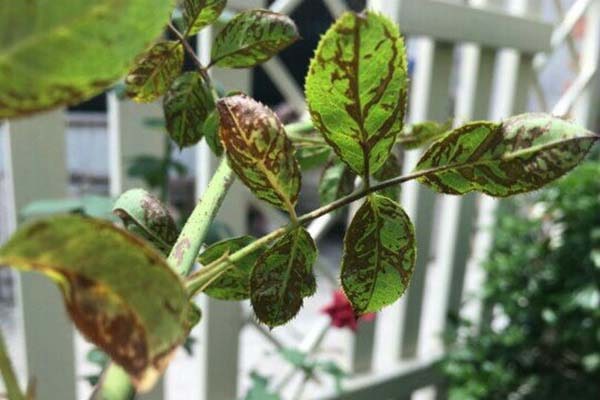 Cách phòng và trị bệnh bọ trĩ hoa hồng hiệu quả 3 dau-hieu-hoa-hong-bi-bo-tri