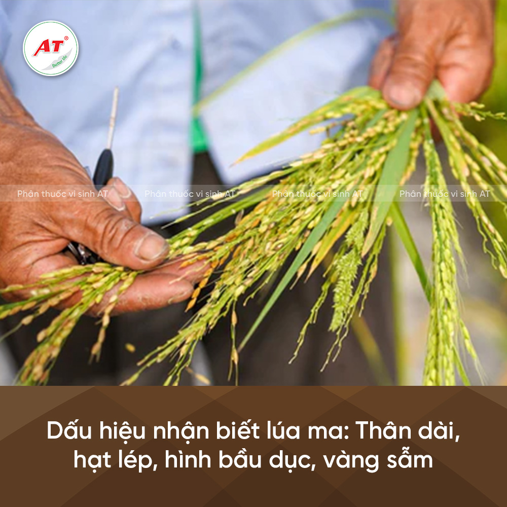 dấu hiệu nhận biết lúa ma