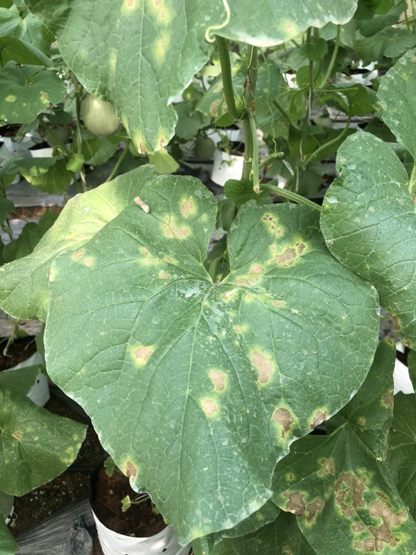 dieu-kien-phat-sinh-phat-trien-benh-suong-mai