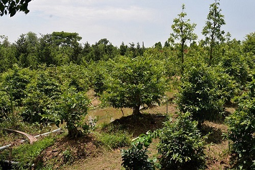 huong-dan-cach-trong-mai-vang