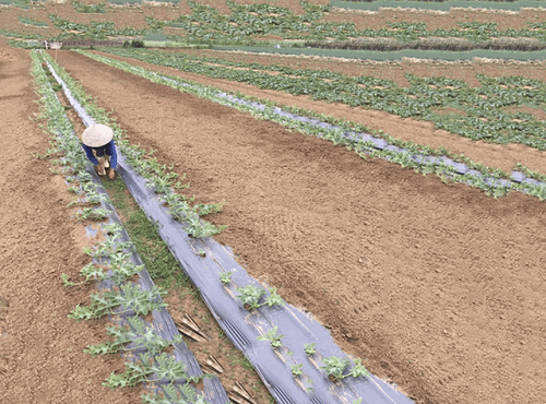 khoang-cach-trong-dua-hau