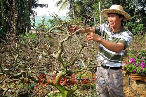 khoang-cach-trong-mai-vang