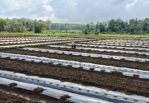 kinh-nghiem-trong-dua-hau