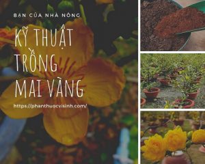 ky-thuat-trong-mai-vang