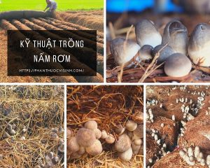 ky-thuat-trong-nam-rom