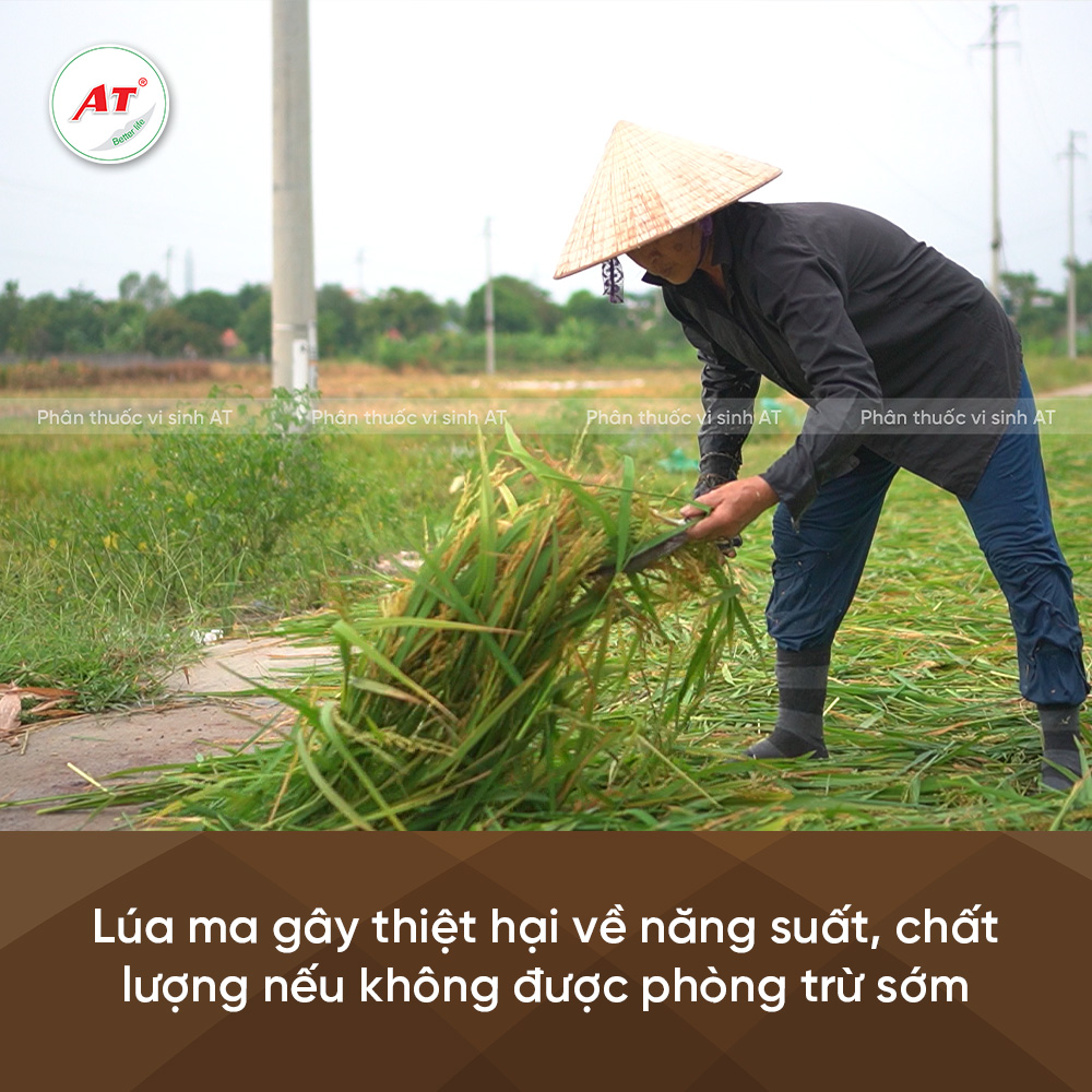 lúa ma gây thiệt hại năng suất