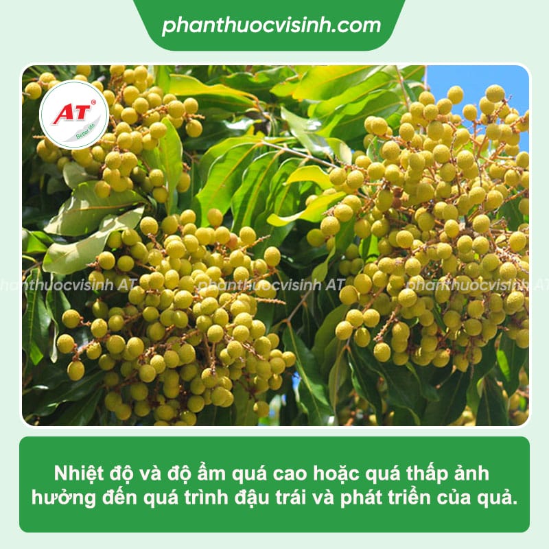 AT Chibozin 500ml - Thuốc đậu trái, chống rụng trái non