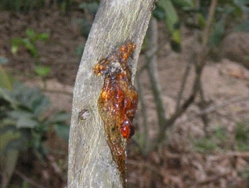 nguyen-gay-benh-nut-than-xi-mu