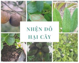 nhen-do-hai-cay