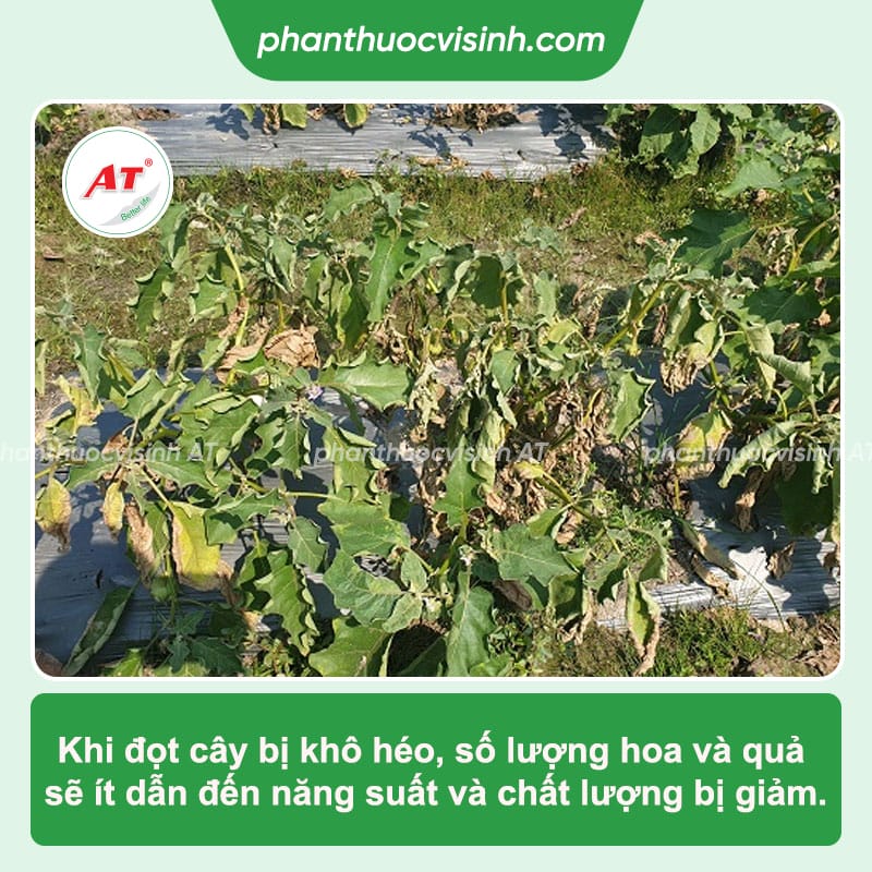 Nuti 555 - Thuốc kích đọt, cải tạo đất, bảo vệ bộ rễ khỏe mạnh 2 Nuti 555 - Thuốc kích đọt, cải tạo đất, bảo vệ bộ rễ khỏe mạnh