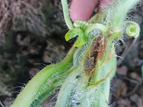 nứt thân xì mủ dưa hấu