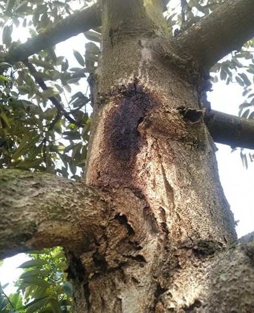 nut-than-xi-mu-sau-rieng