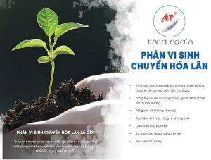 phan-vi-sinh-vat-chuyen-hoa-lan