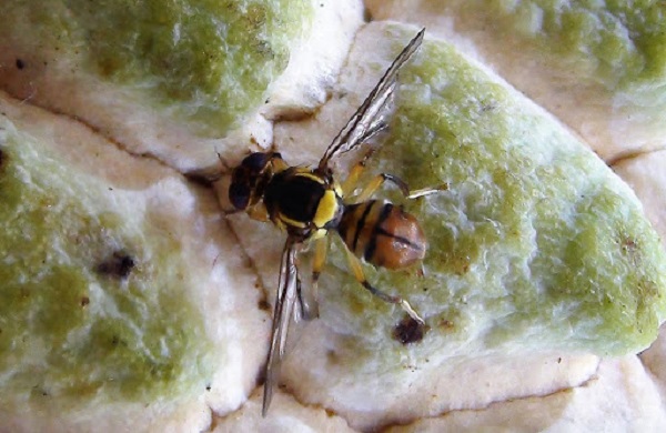 3 cách diệt ruồi vàng hiệu quả hiệu quả, tiết kiệm chi phí 3 ruoi-vang-duc-qua