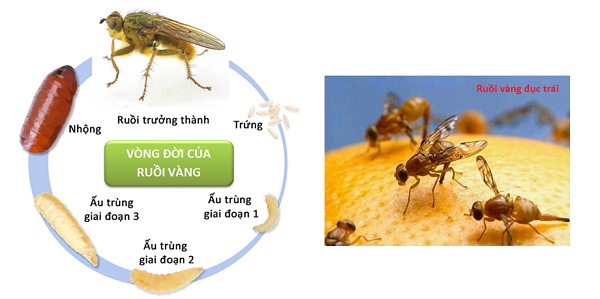 3 cách diệt ruồi vàng hiệu quả hiệu quả, tiết kiệm chi phí 2 ruoi-vang-ruoi-duc-trai