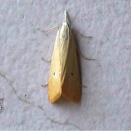 sau-duc-than-hai-cham-hai-lua