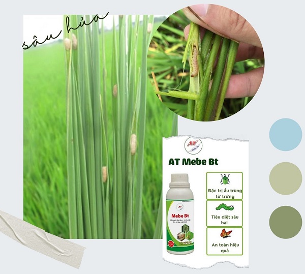 sau-duc-than-hai-lua