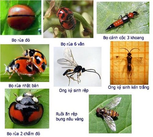 sau-duc-than-tren-lua