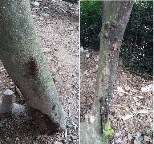 than-cay-xoai-bi-xi-mu