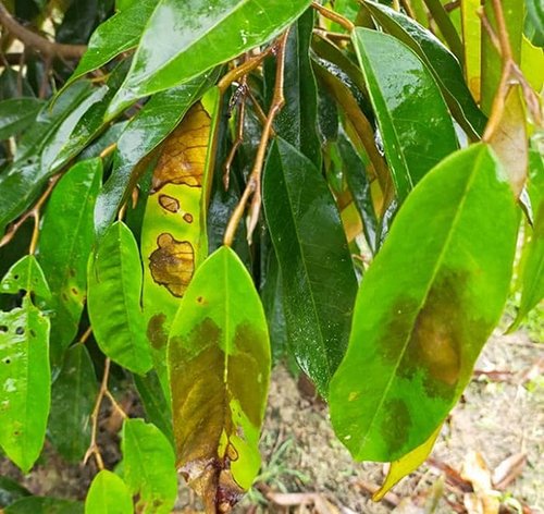 than-thu-sau-rieng-tren-la