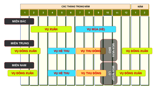 thoi-vu-trong-dua-hau-tot