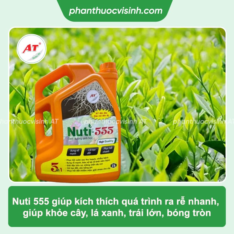 Nuti 555 - Thuốc kích đọt, cải tạo đất, bảo vệ bộ rễ khỏe mạnh 4 Nuti 555 - Thuốc kích đọt, cải tạo đất, bảo vệ bộ rễ khỏe mạnh