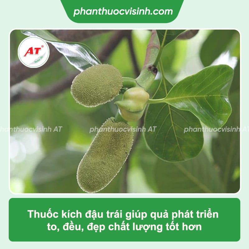 AT Chibozin 500ml - Thuốc đậu trái, chống rụng trái non