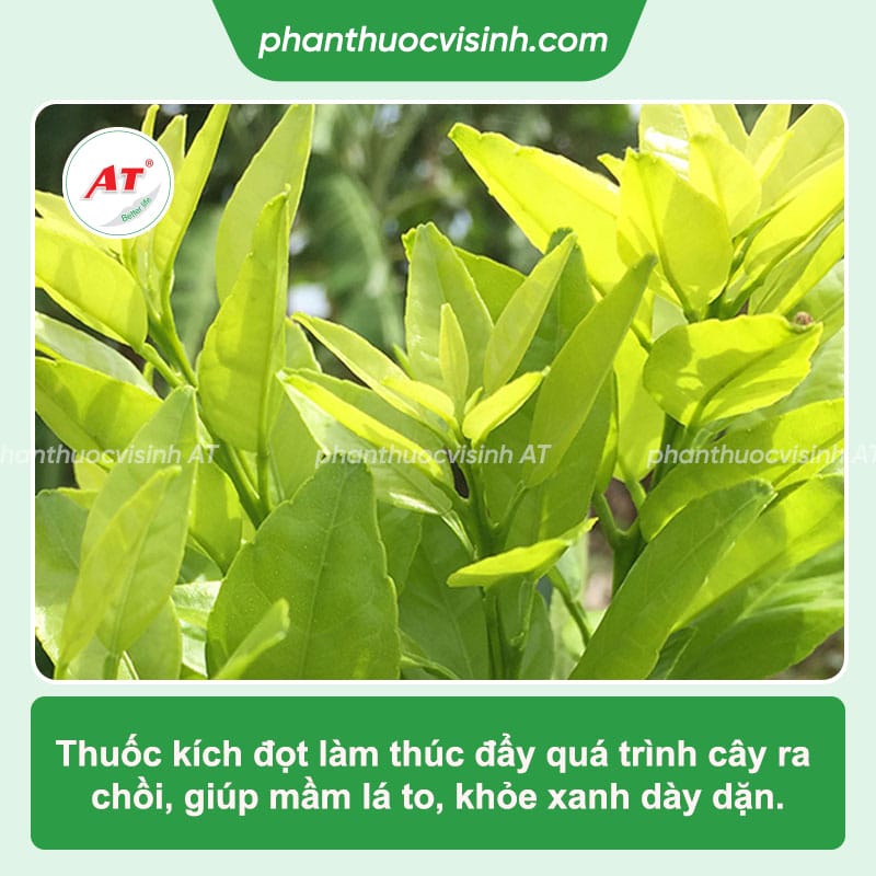 Nuti 555 - Thuốc kích đọt, cải tạo đất, bảo vệ bộ rễ khỏe mạnh 1 Nuti 555 - Thuốc kích đọt, cải tạo đất, bảo vệ bộ rễ khỏe mạnh