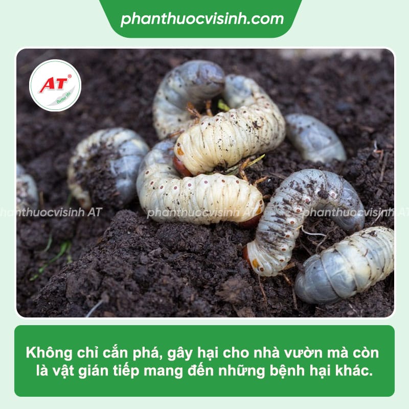 AT Mebe 1kg - Xua đuổi & đánh bay côn trùng hại: rệp, nhện đỏ, rầy,... 1 AT Mebe 1kg - Thuốc trị sùng đất hiệu quả, an toàn