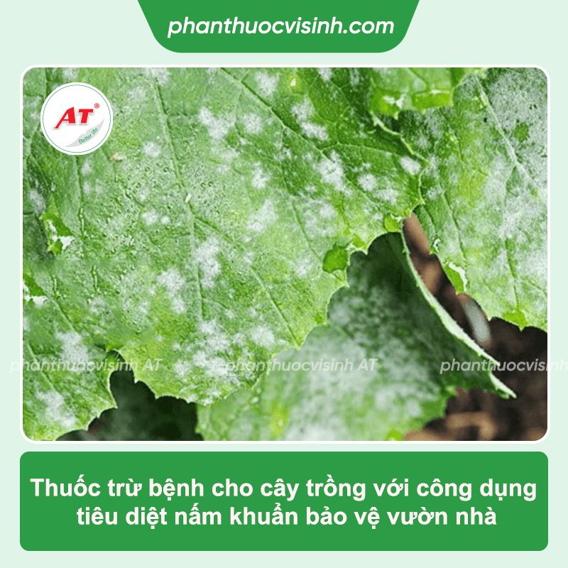AT Vaccino CAN - Thuốc trừ bệnh cây trồng, tăng miễn dịch hiệu quả