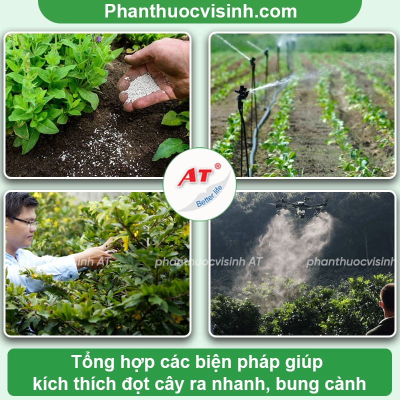 Nuti 555 - Thuốc kích đọt, cải tạo đất, bảo vệ bộ rễ khỏe mạnh 3 Nuti 555 - Thuốc kích đọt, cải tạo đất, bảo vệ bộ rễ khỏe mạnh