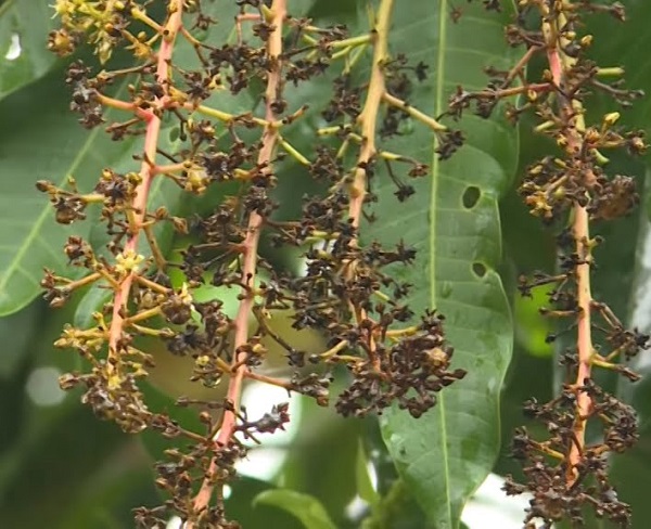 trieu-chung-benh-than-thu-tren-xoai