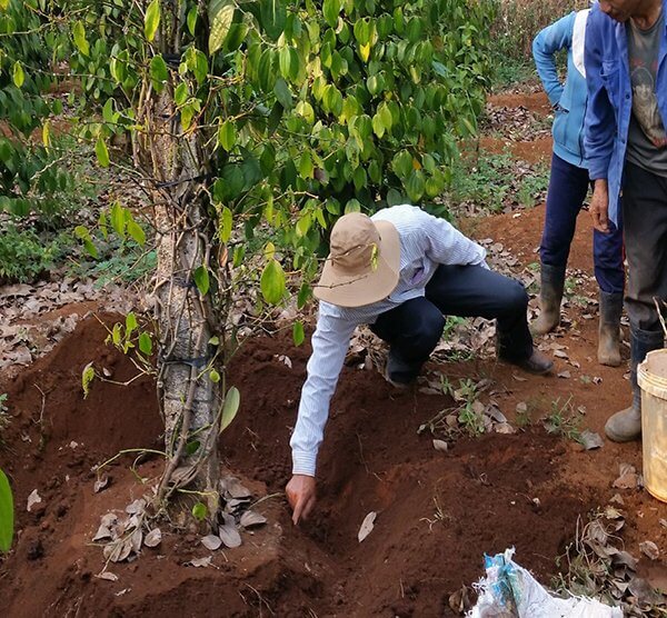 tuyen-trung-cay-tieu