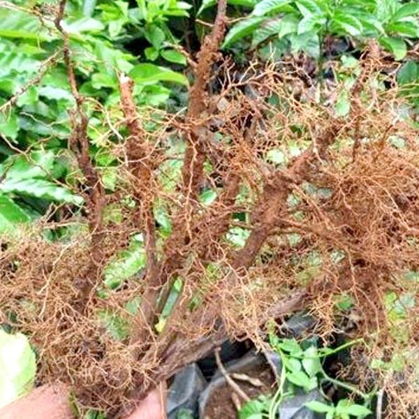 tuyen-trung-hai-ca-phe