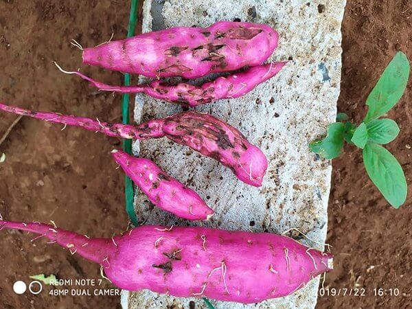 tuyen-trung-hai-khoai-lang