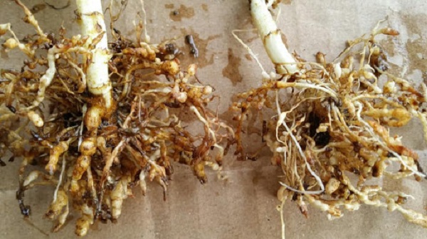 tuyen-trung-hai-re-lua