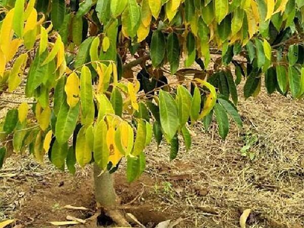 tuyen-trung-hai-re-sau-rieng