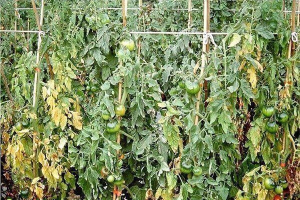 tuyen-trung-not-sung-re-ca-chua