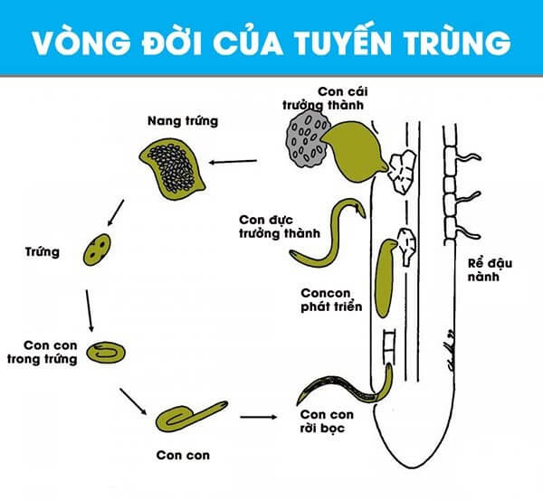 vong-doi-cua-tuyen-trung