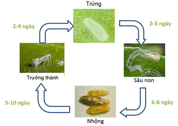 Xử lý sâu vẽ bùa nhanh chóng với thuốc trừ sâu sinh học 3 vong-doi-sau-ve-bua