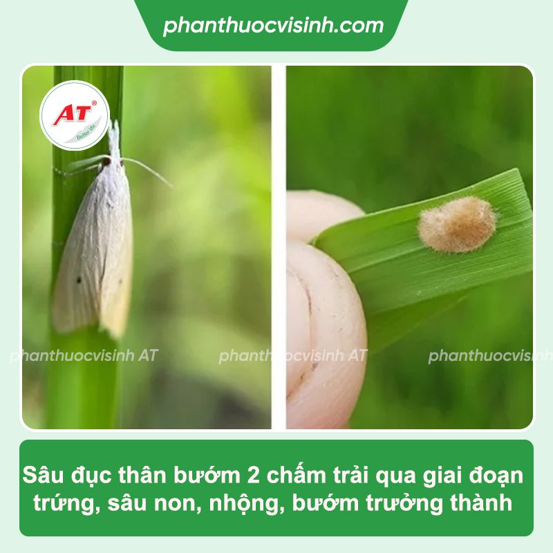 Phòng trị sâu đục thân bướm hai chấm hiệu quả, an toàn